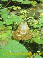 /home//u458753944/public_html/sourcegallery///Frogs/More bullfrogs/P9060088.JPG